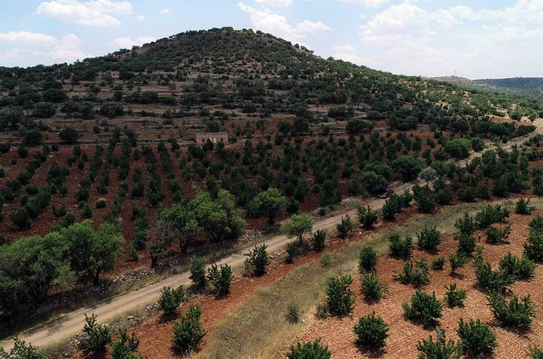 Güneydoğu'dan dünyaya: Napolyon kirazının inanılmaz yolculuğu! Sadece bir meyve değil; bu kirazlar umudun simgesi 13